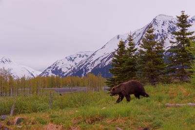 Alaska by Boat and Road