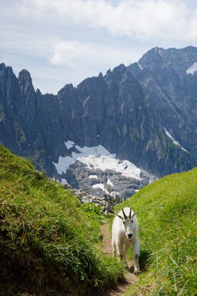 Locals of Sahale Arm