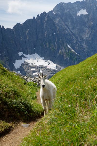 Locals of Sahale Arm
