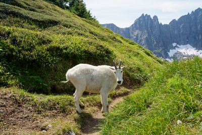 Locals of Sahale Arm