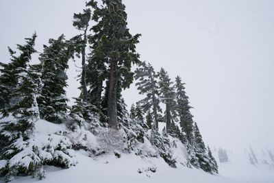 The Pacific Northwest Himalaya