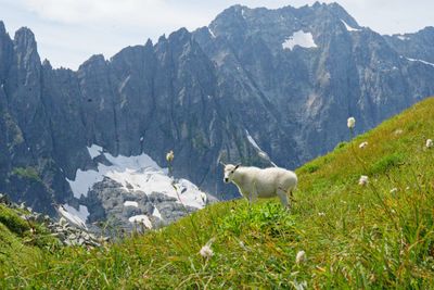 Locals of Sahale Arm