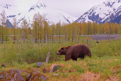 Alaska by Boat and Road