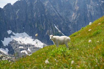 Locals of Sahale Arm