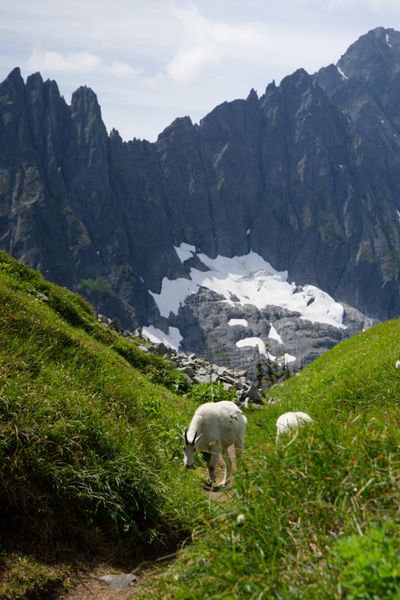 Locals of Sahale Arm